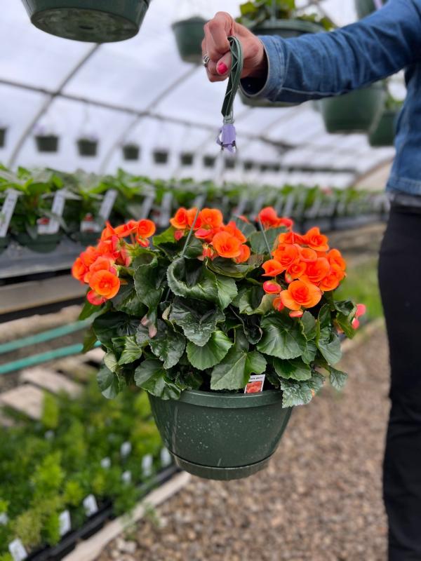 Graf's Garden Shop 10" Rieger Begonia Dark Britt Hanging Basket